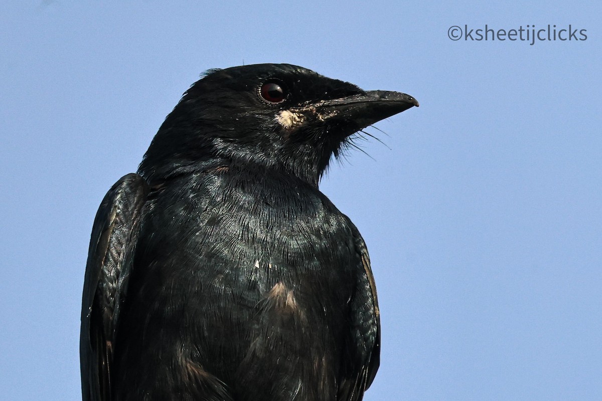 Black Drongo - ML643403702