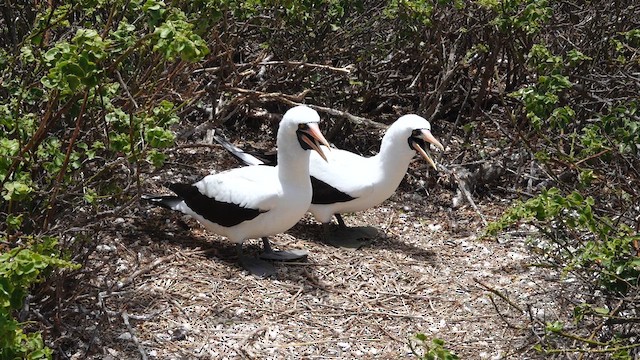Nazca Booby - ML643403711