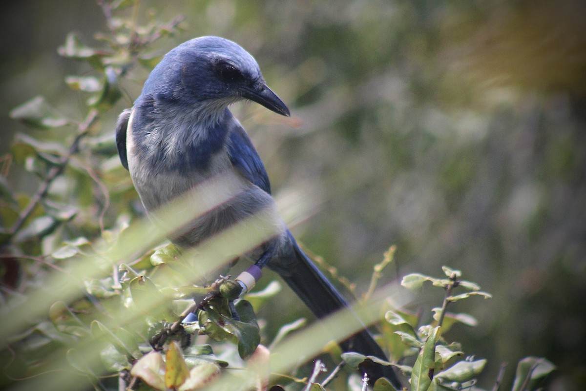 Florida Scrub-Jay - ML643403715