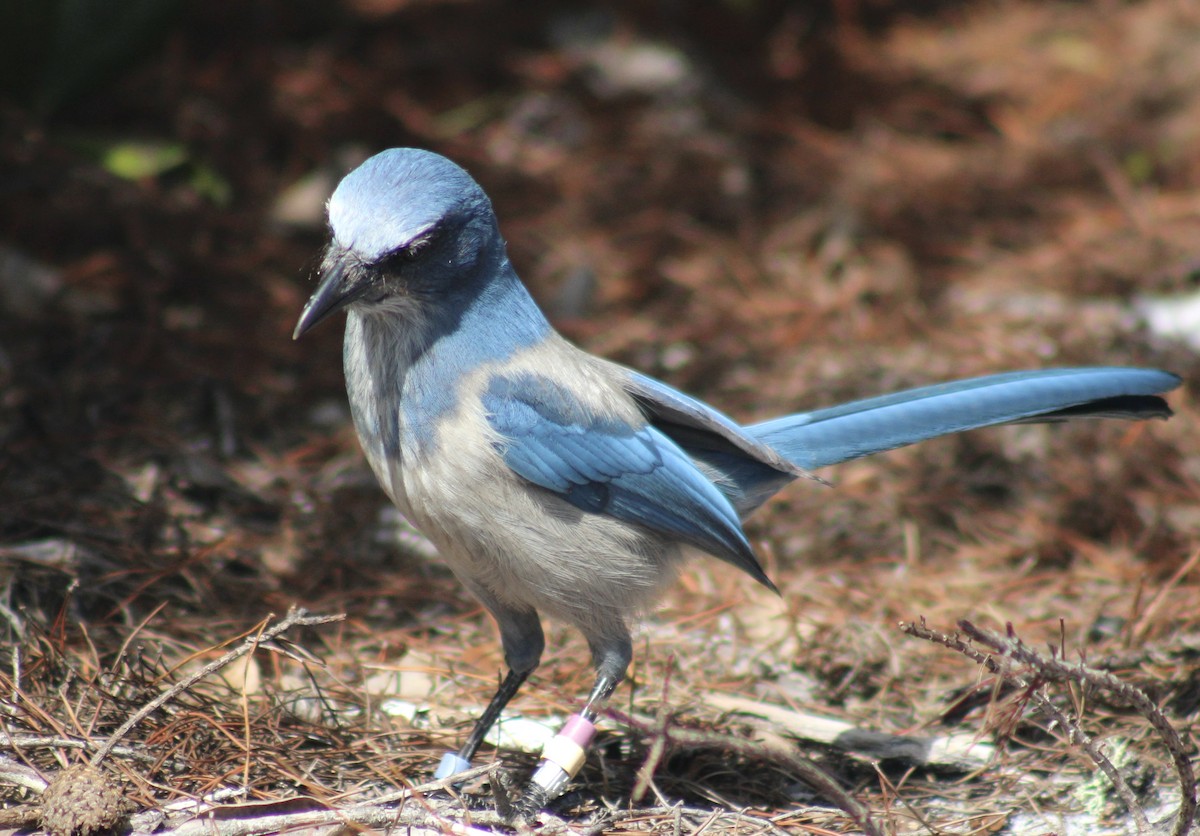 Florida Scrub-Jay - ML643403716