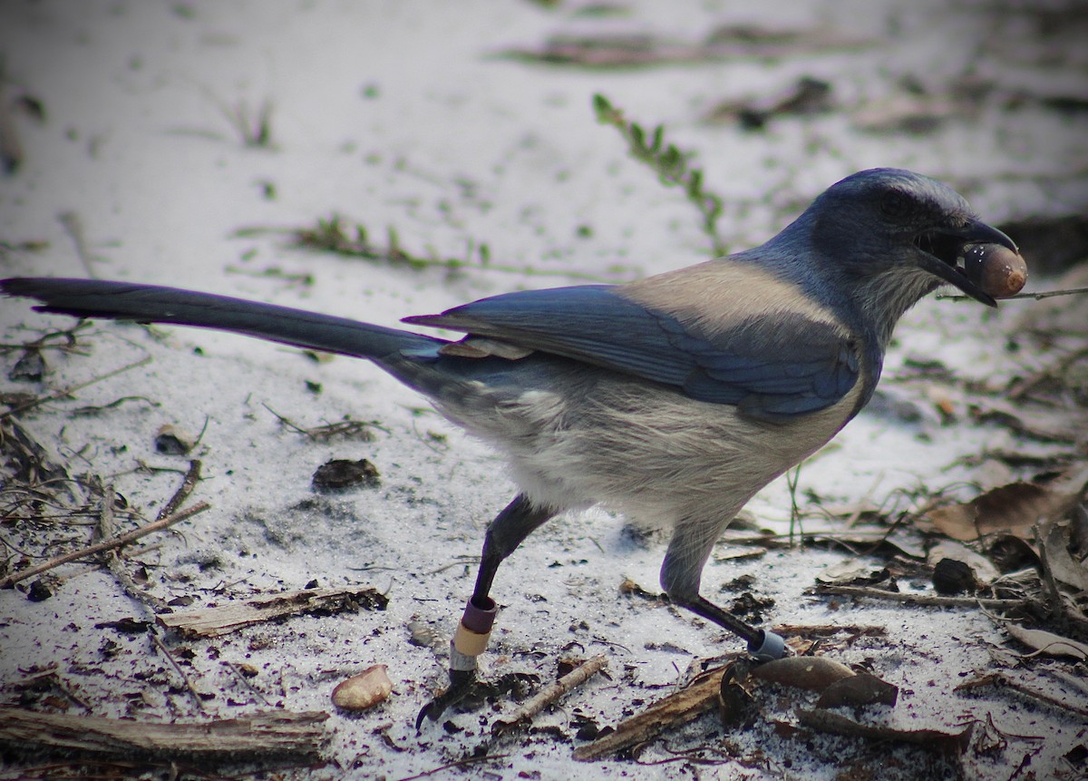 Florida Scrub-Jay - ML643403717