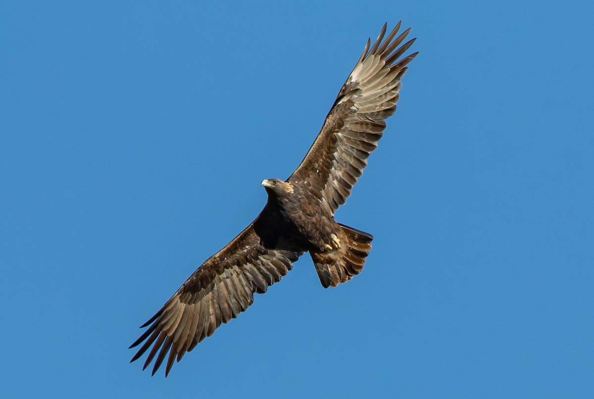 Aigle royal - ML643403719