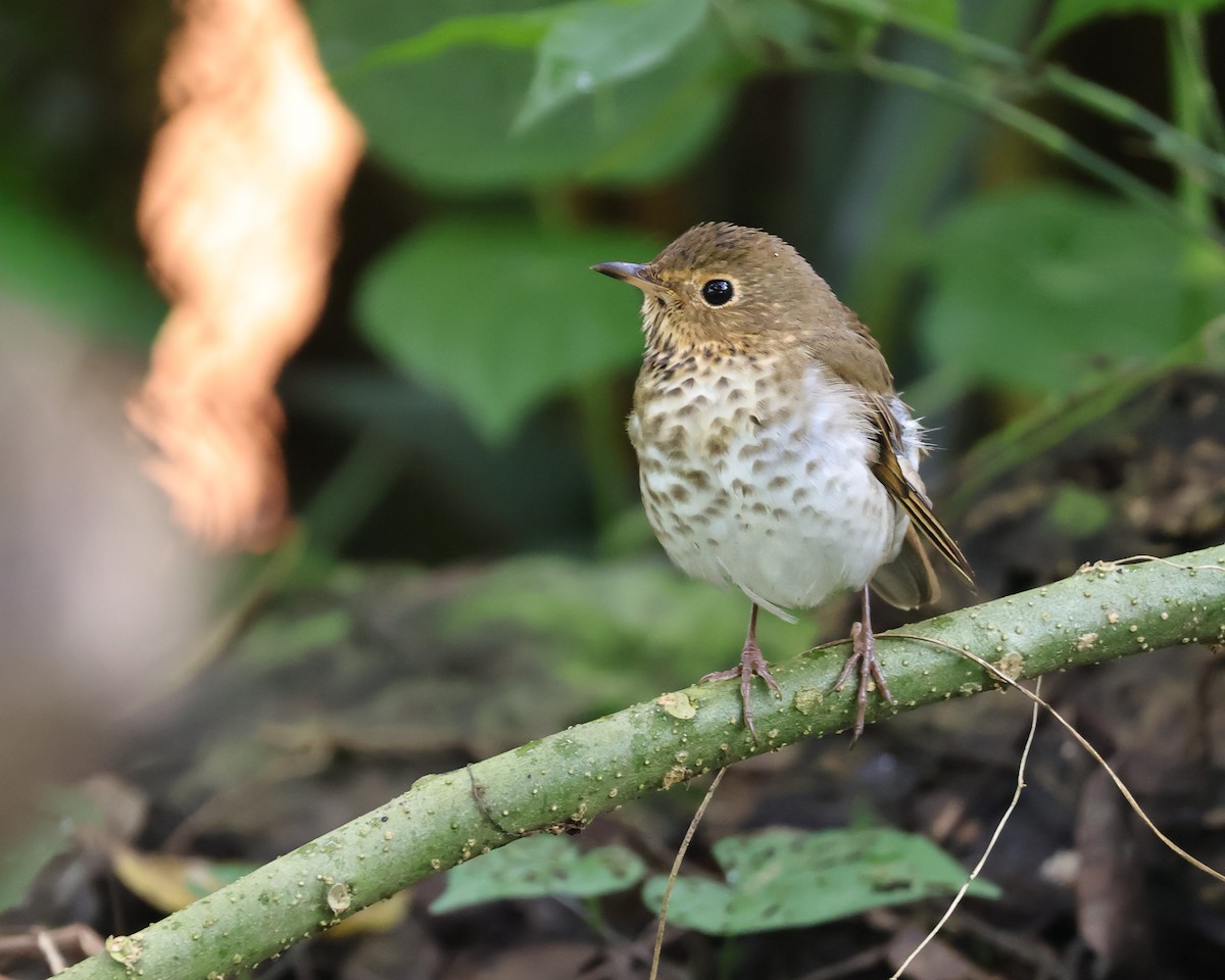 Swainson's Thrush - ML643403724