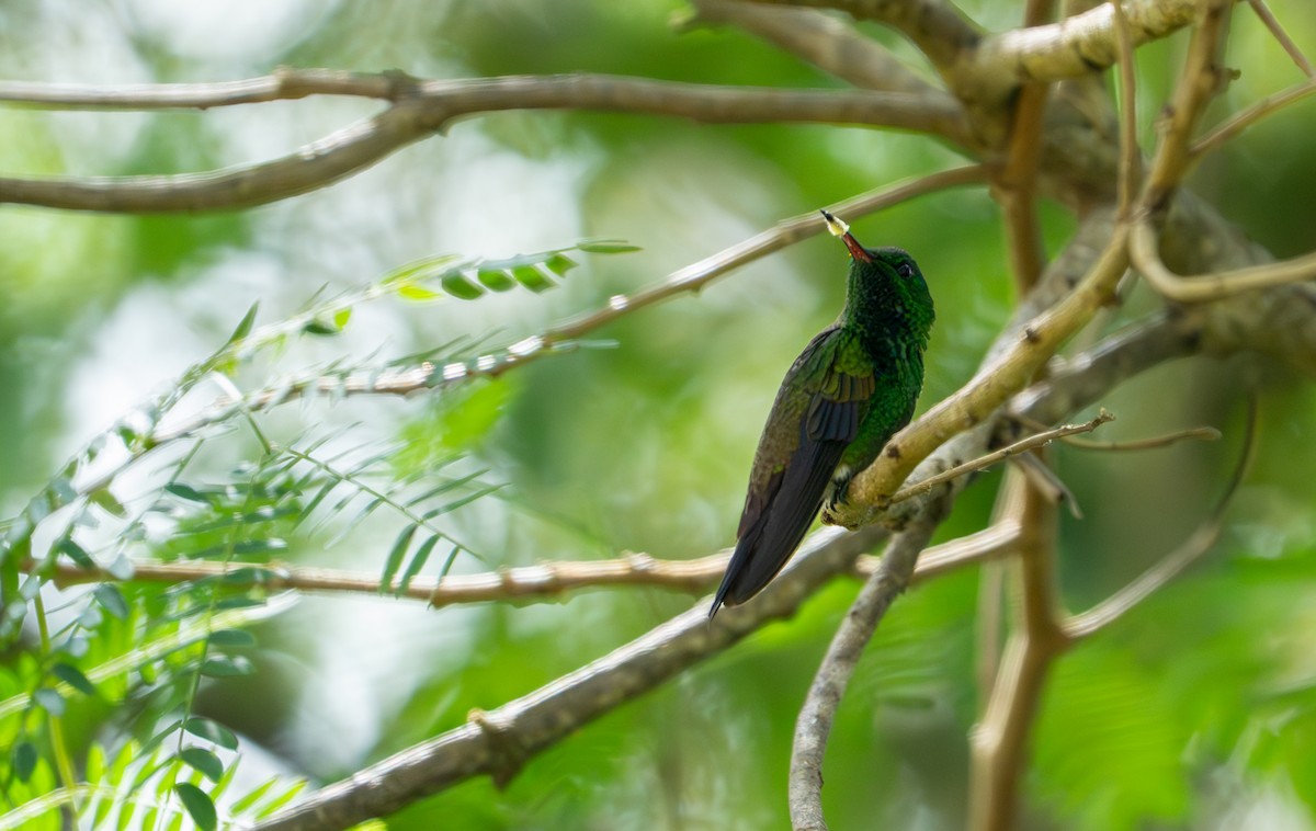 Green-bellied Hummingbird - ML643403725