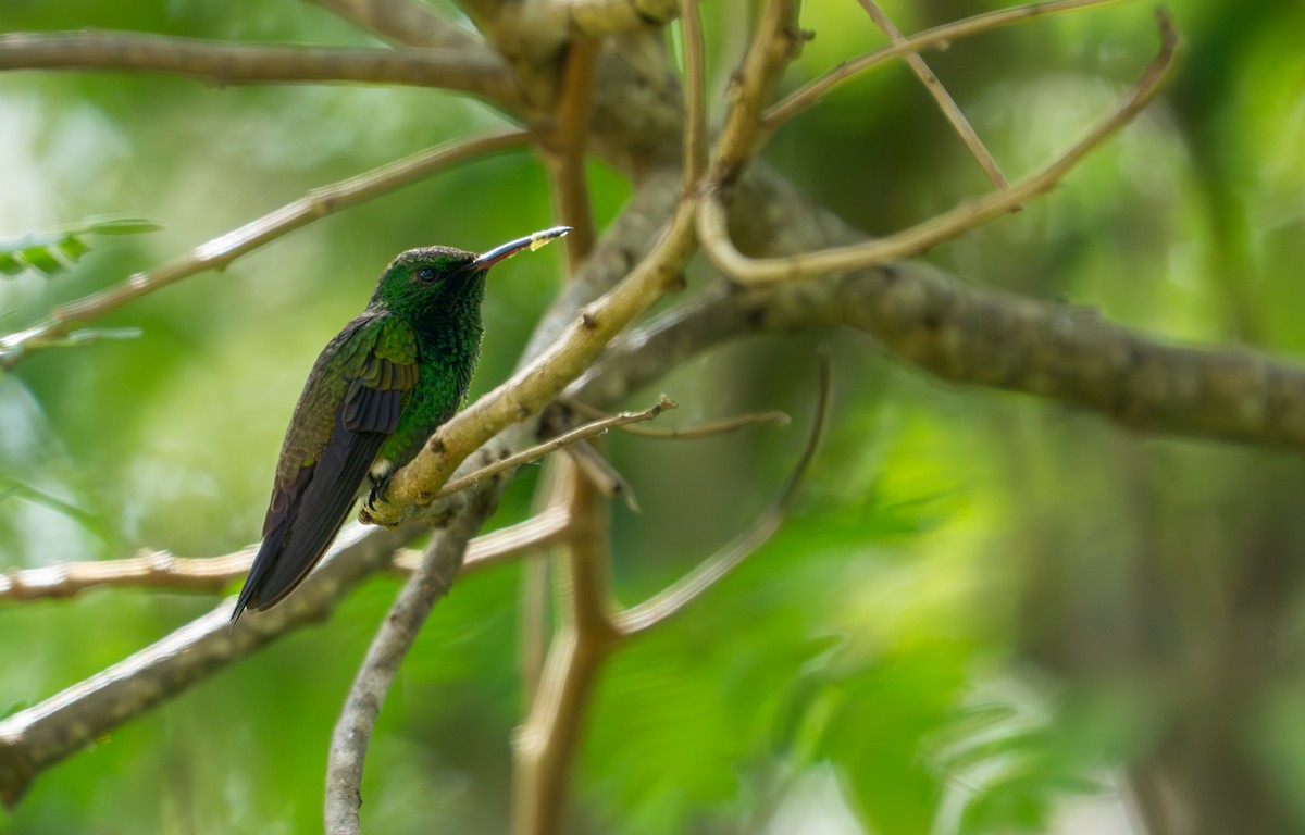 Green-bellied Hummingbird - ML643403726