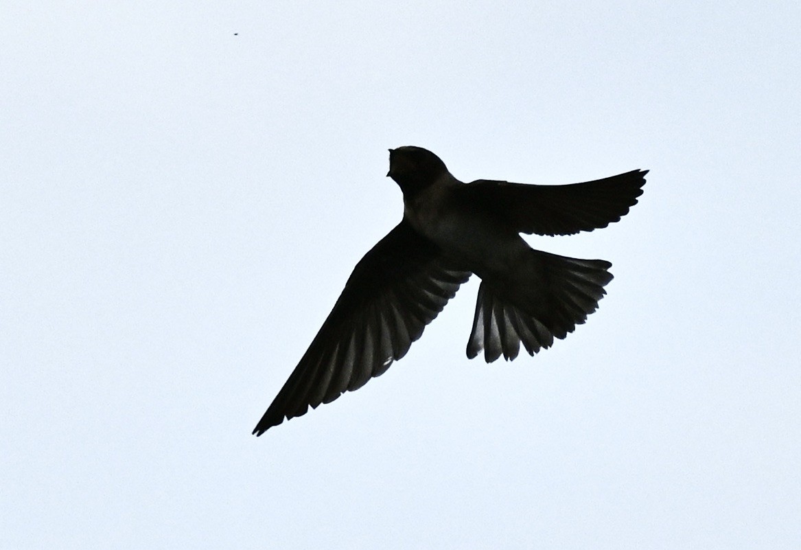 Cliff Swallow - ML643403743