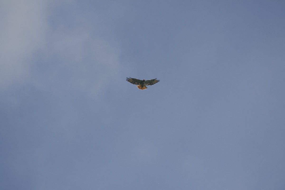 Red-tailed Hawk - ML643403744