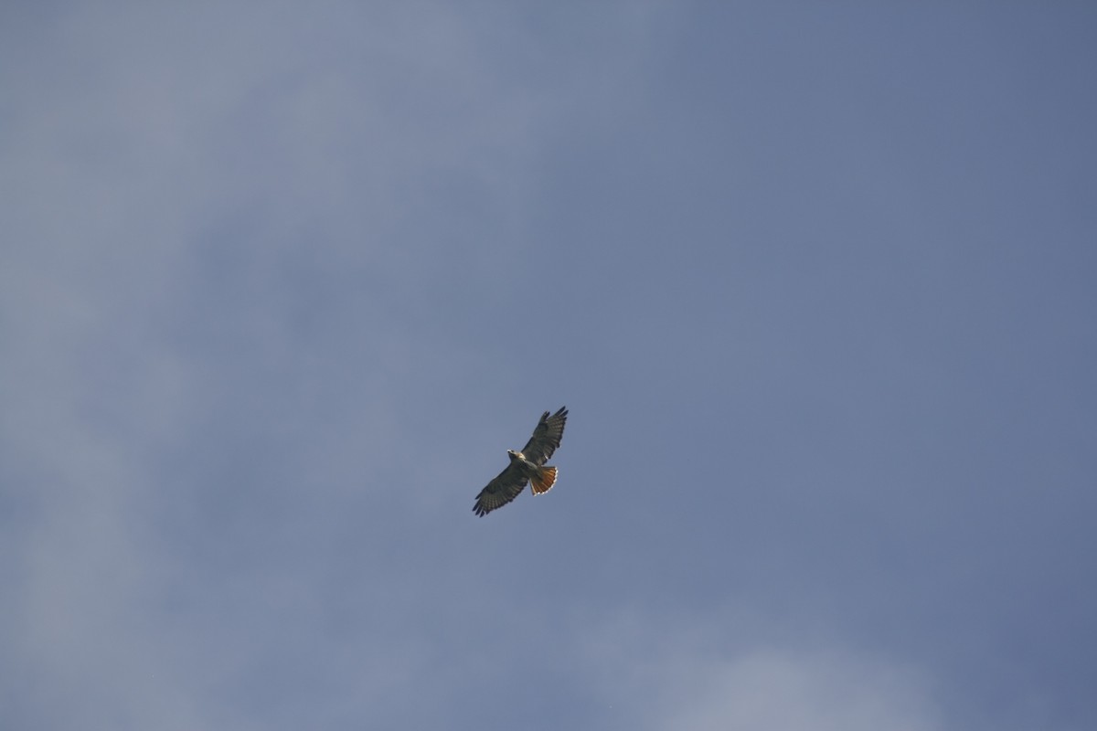 Red-tailed Hawk - ML643403745