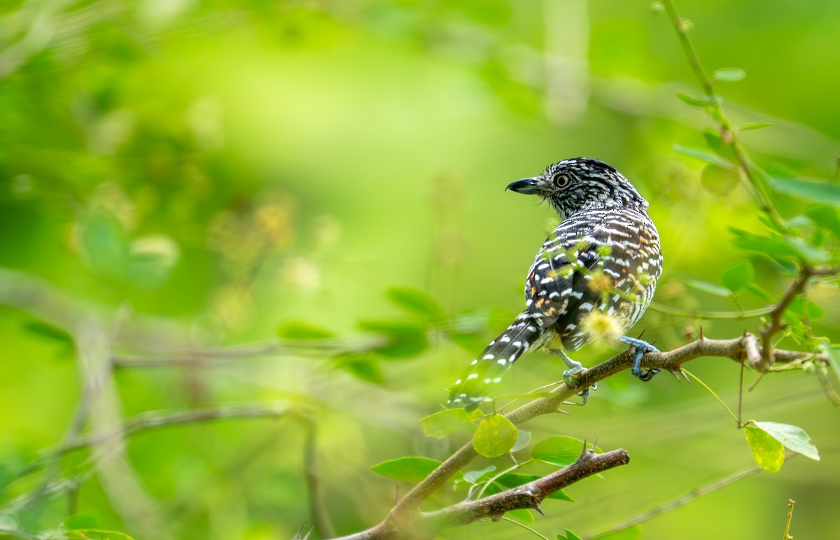 Barred Antshrike - ML643403746