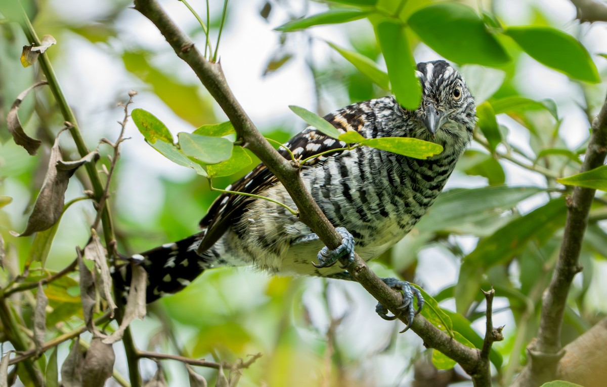 Barred Antshrike - ML643403747