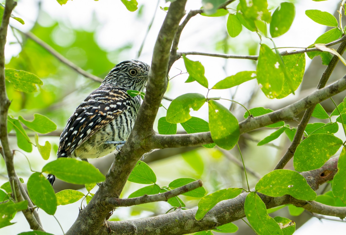 Barred Antshrike - ML643403748
