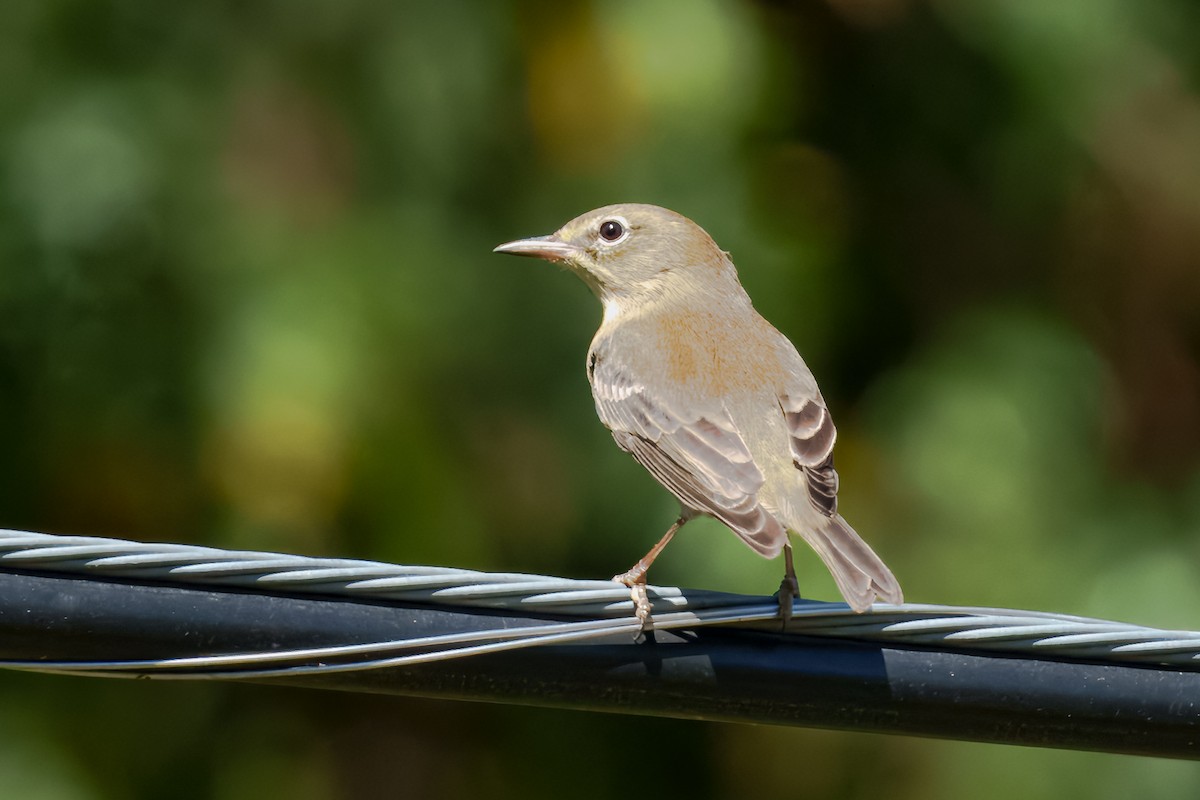 Pine Warbler - ML643403749