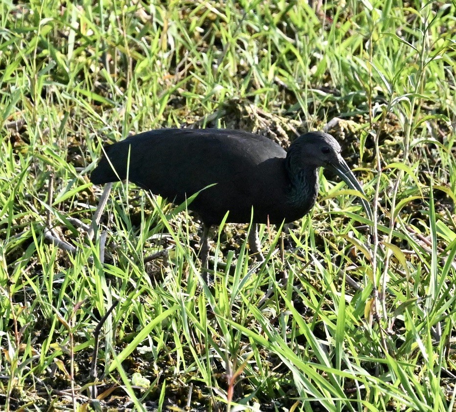 Green Ibis - ML643403758