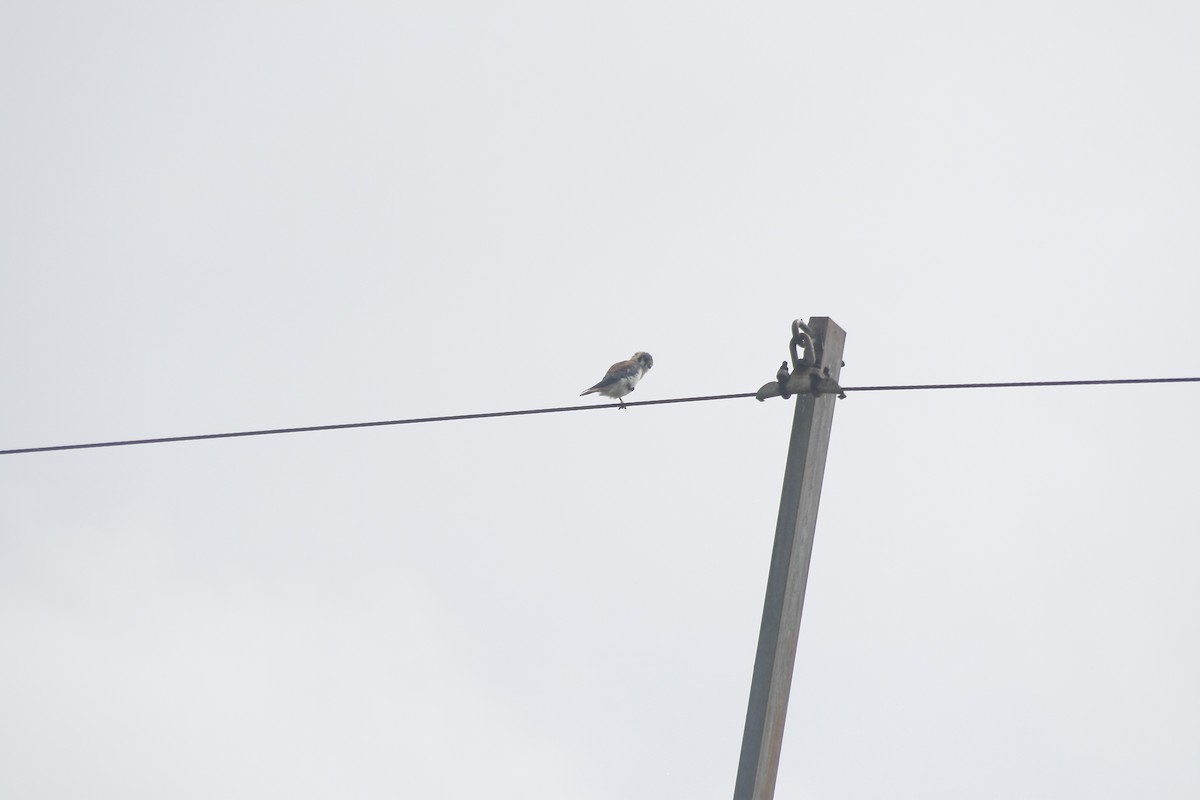 American Kestrel - ML643403789