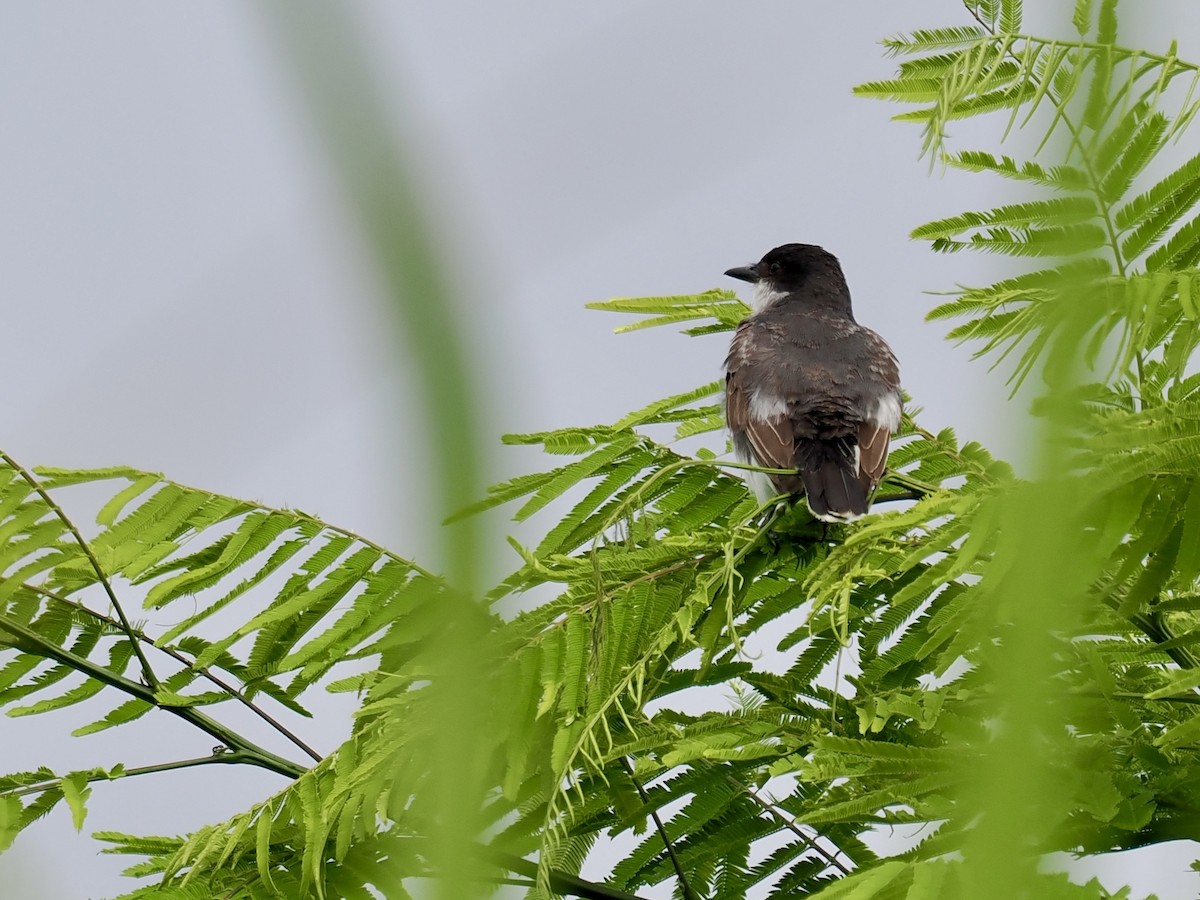 Eastern Kingbird - ML643403793