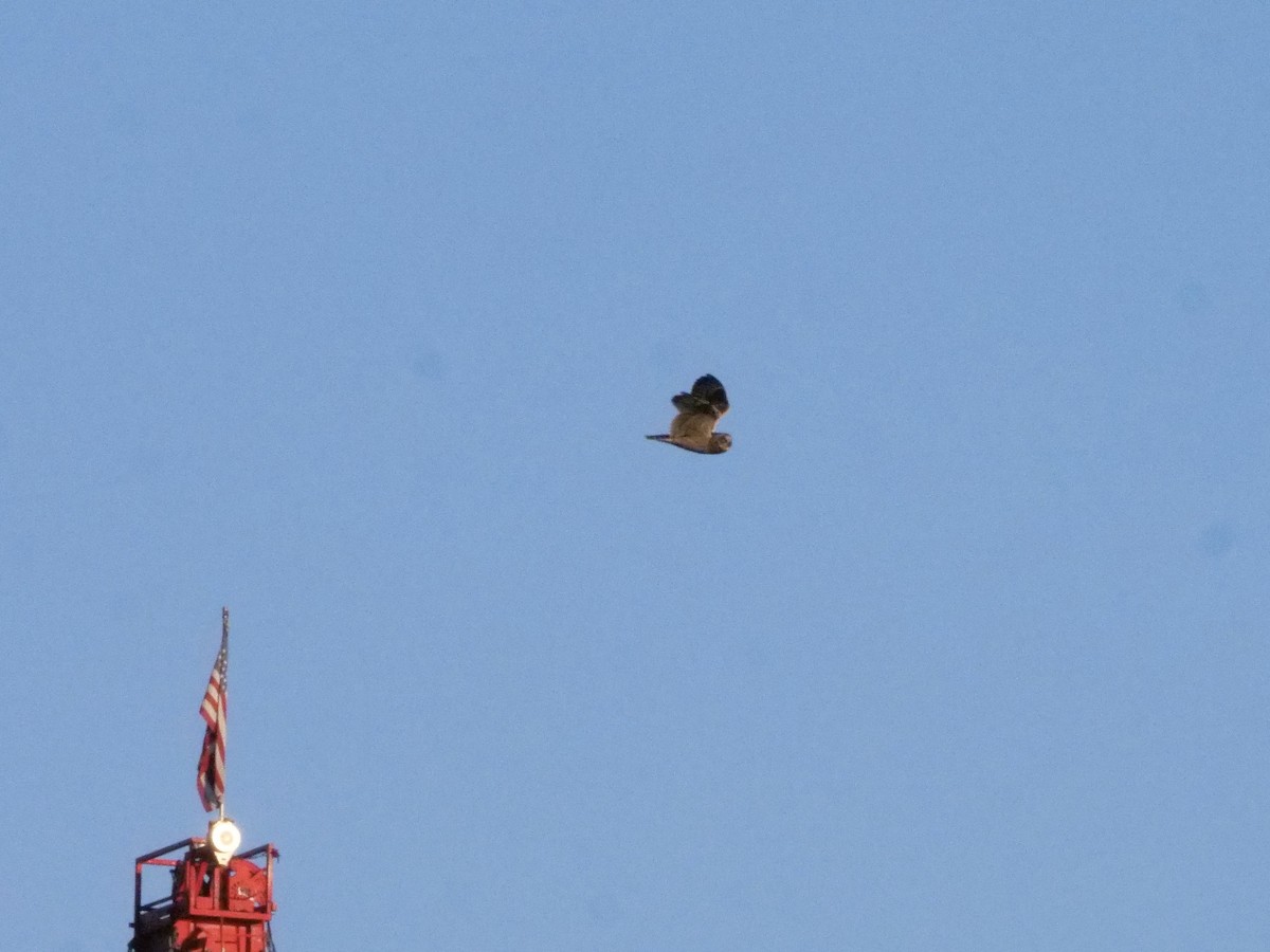 Gufo di palude - ML643403798