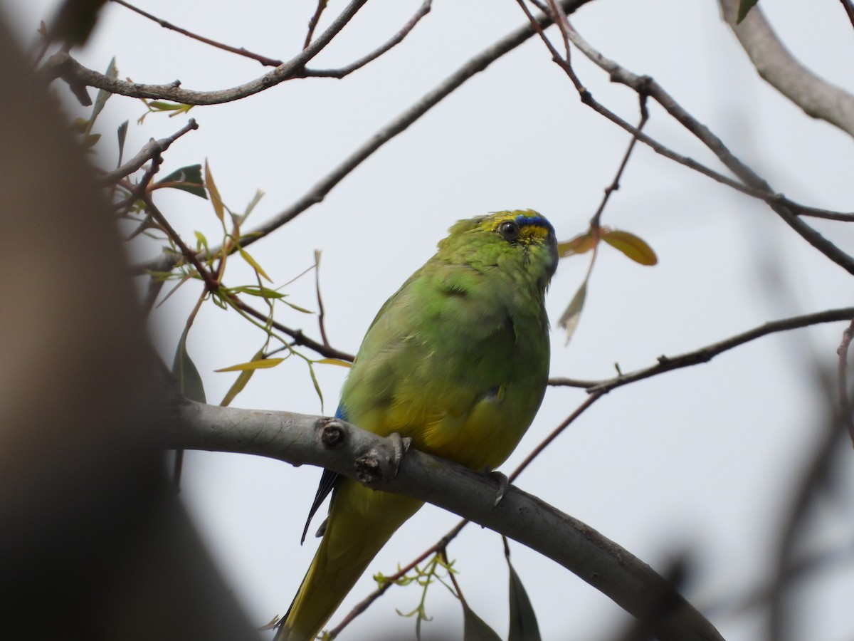 Blue-winged Parrot - ML643403803
