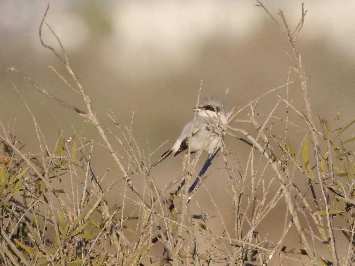 Loggerhead Shrike - ML643403815