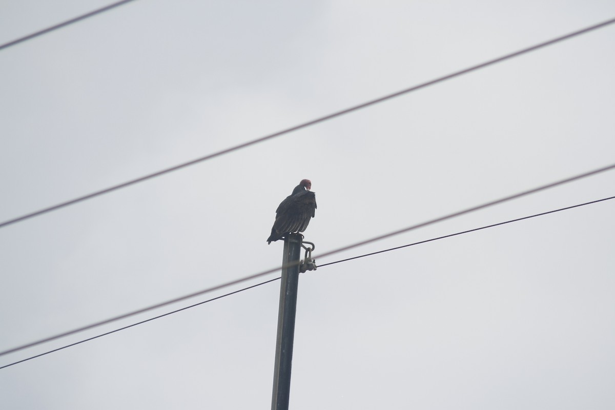 Turkey Vulture - ML643403832