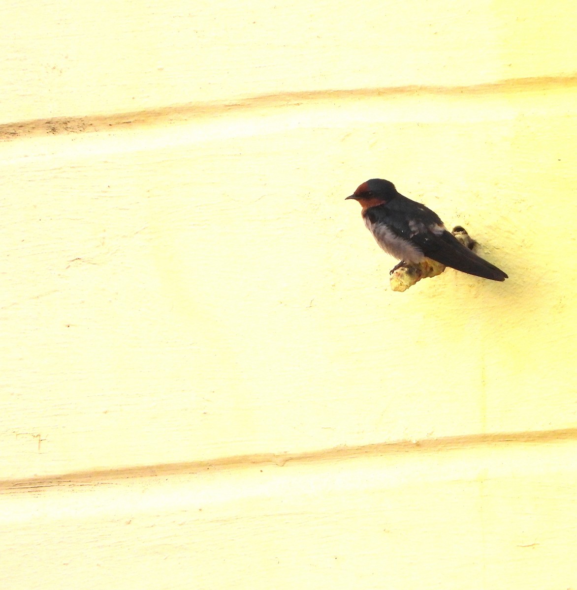 Pacific Swallow - ML643403836