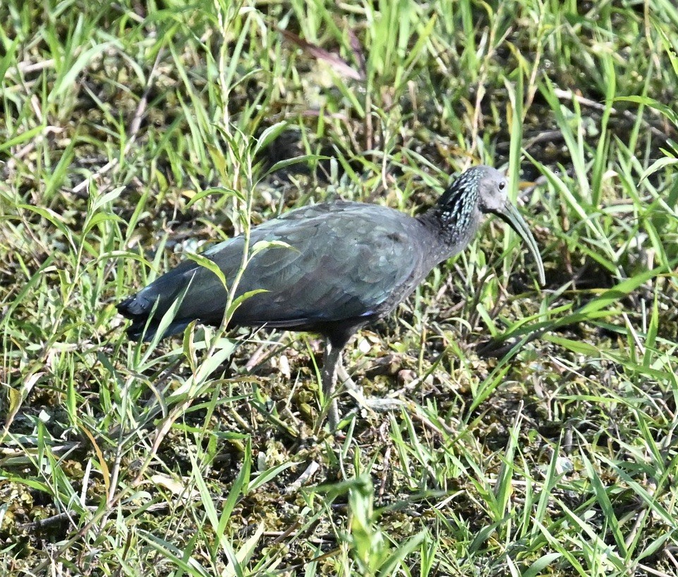 Green Ibis - ML643403838
