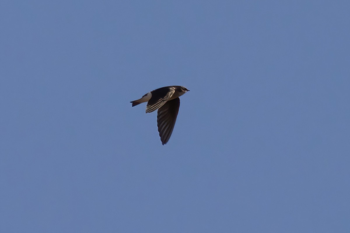 Tree/Violet-green Swallow - ML643403848