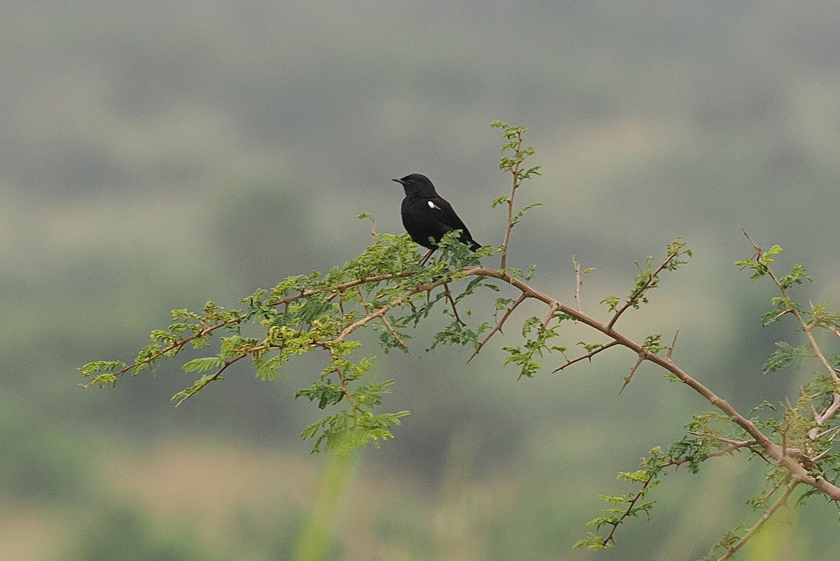 Sooty Chat - ML643403855