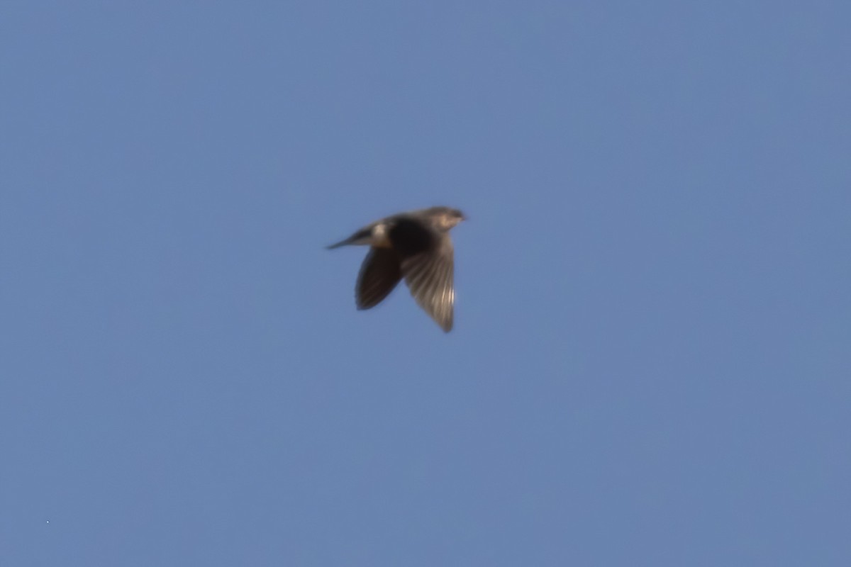 Tree/Violet-green Swallow - ML643403856