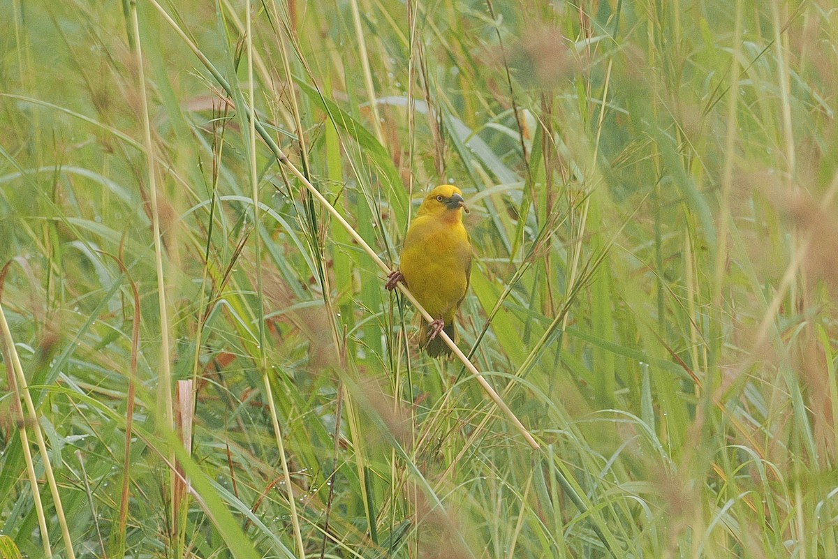 Holub's Golden-Weaver - ML643403879