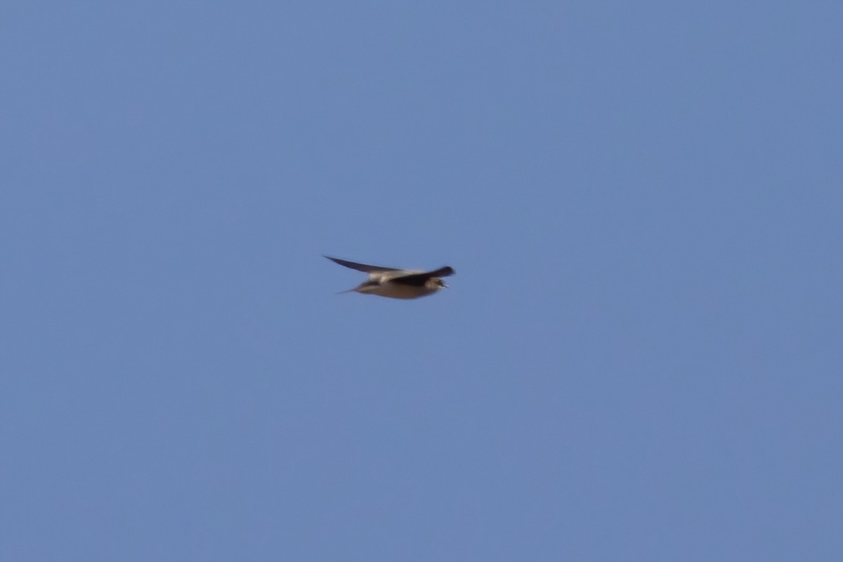 Tree/Violet-green Swallow - ML643403881