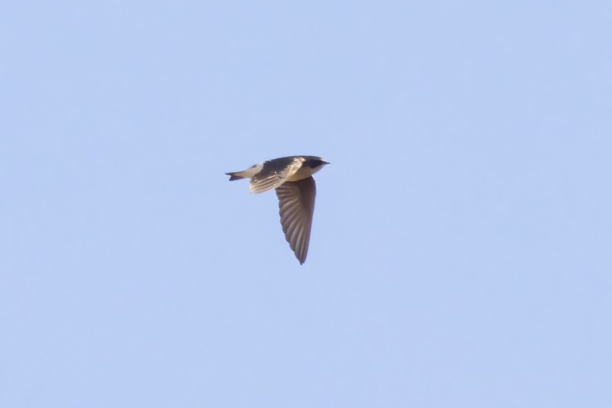 Tree/Violet-green Swallow - ML643403895