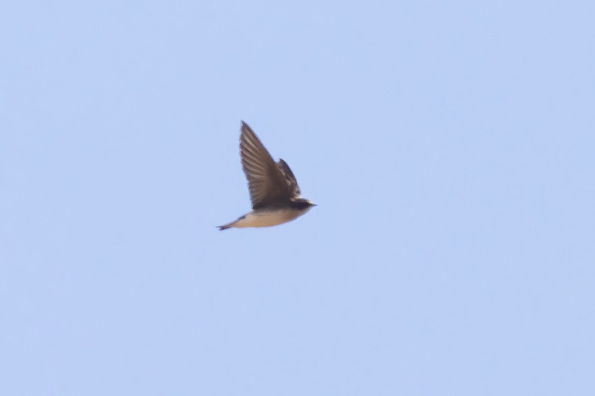 Tree/Violet-green Swallow - ML643403896