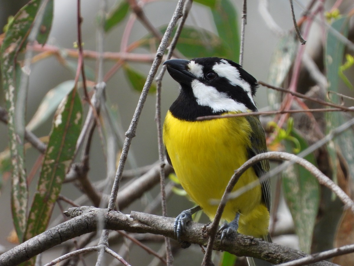 Eastern Shrike-tit - ML643403897