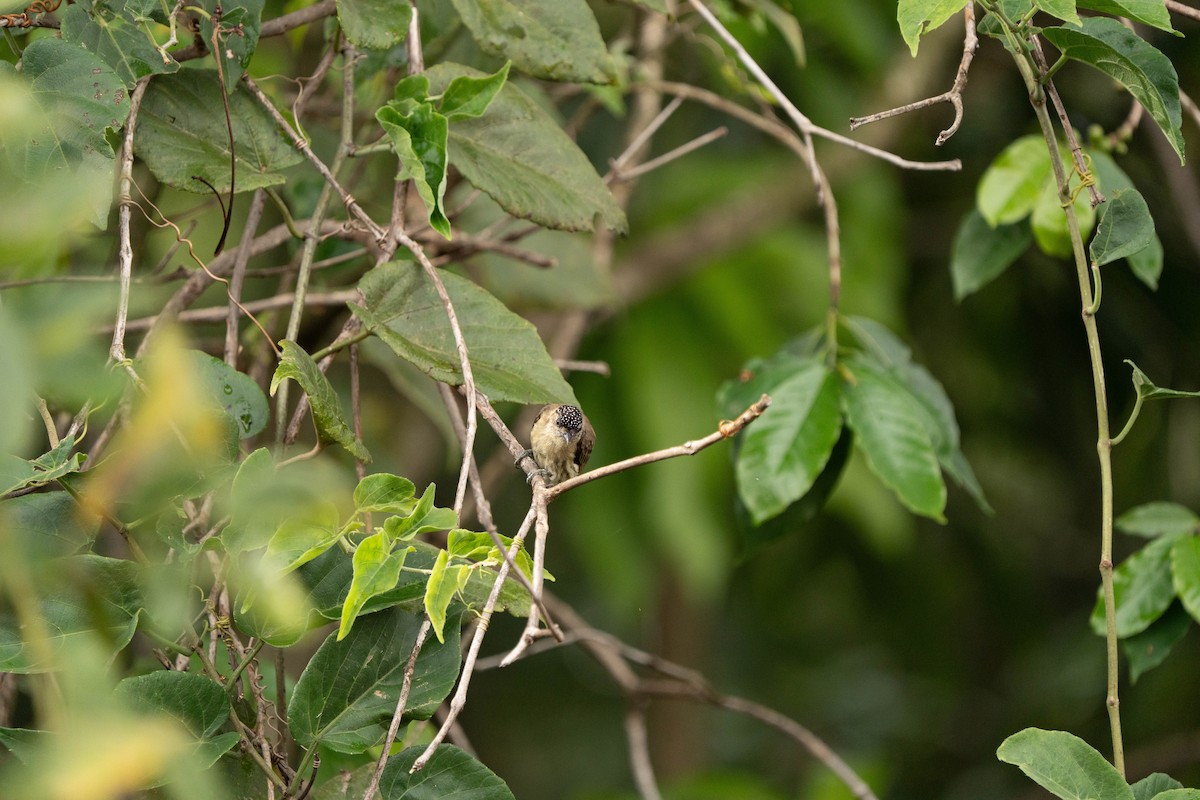 Olivaceous Piculet - ML643403909