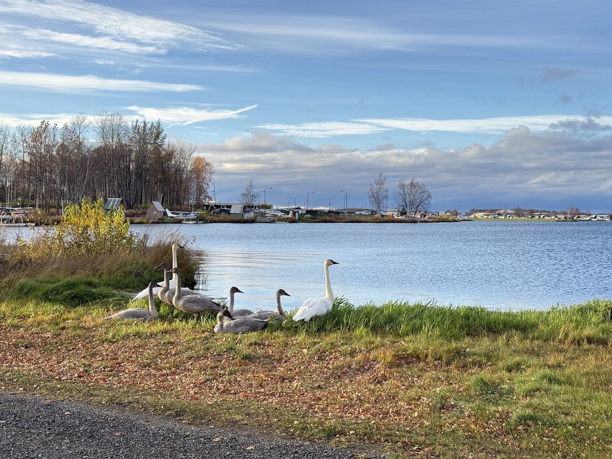 ナキハクチョウ - ML643403910