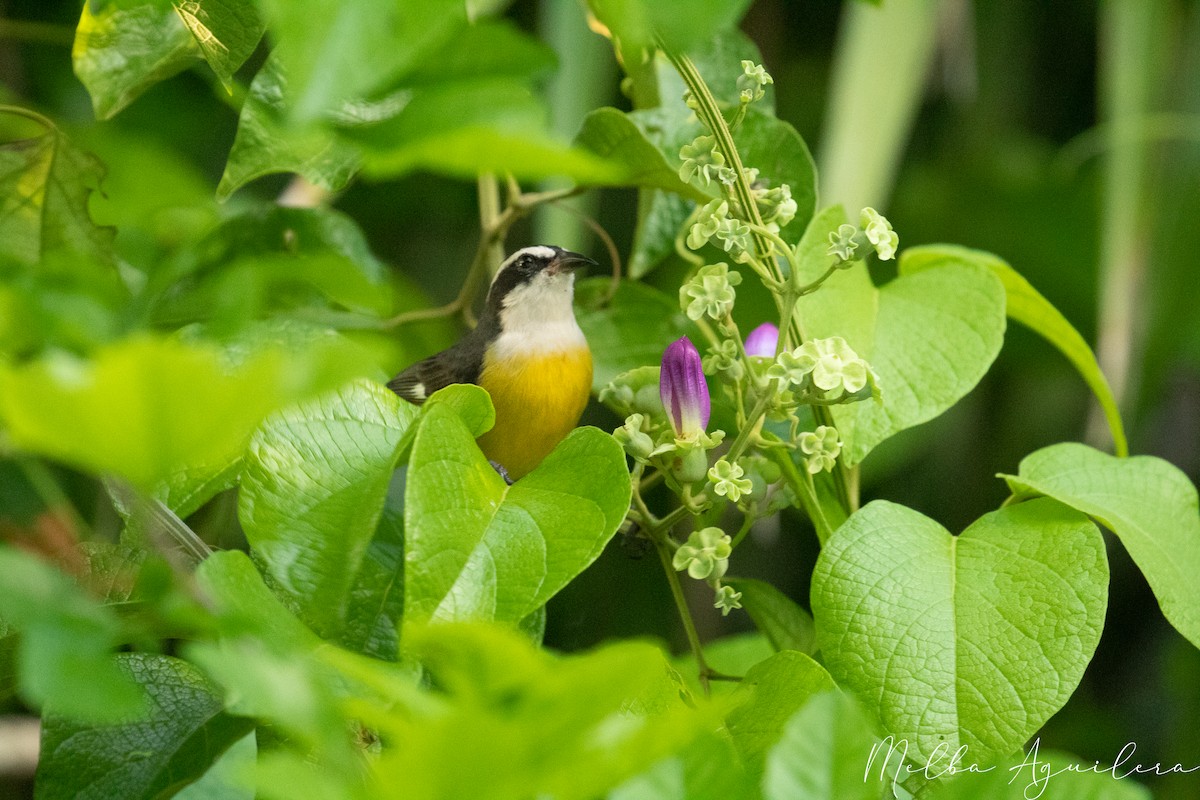 Bananaquit - ML643403912