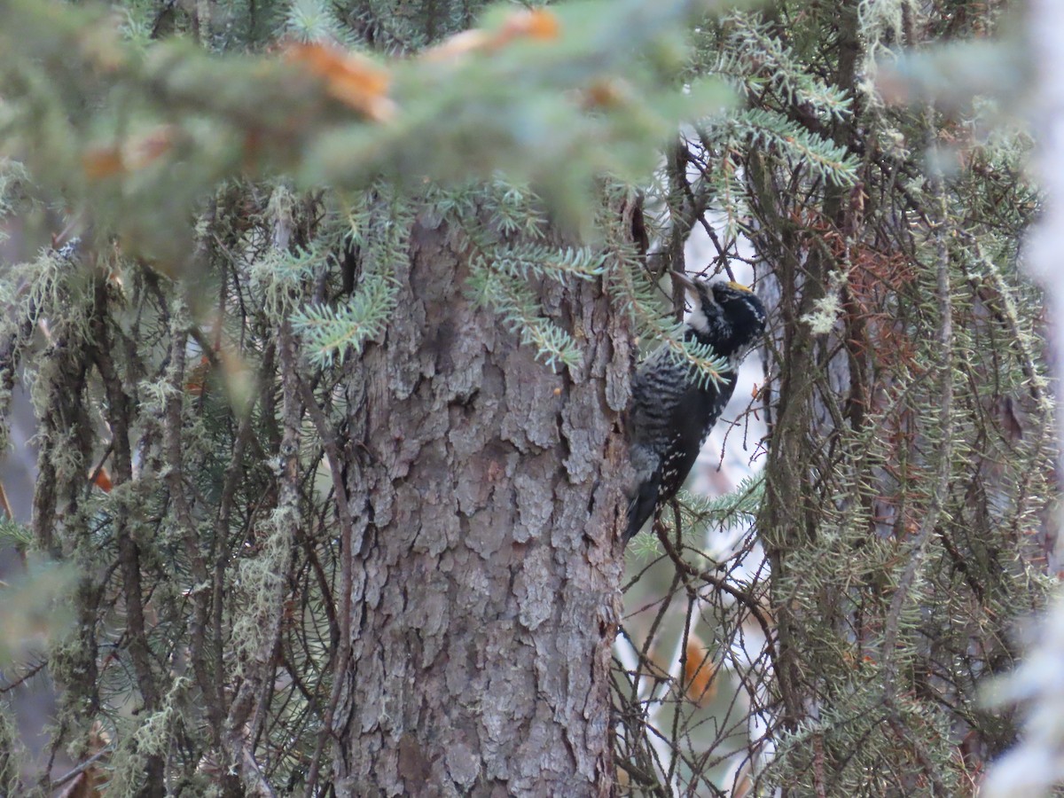 American Three-toed Woodpecker - ML643403922
