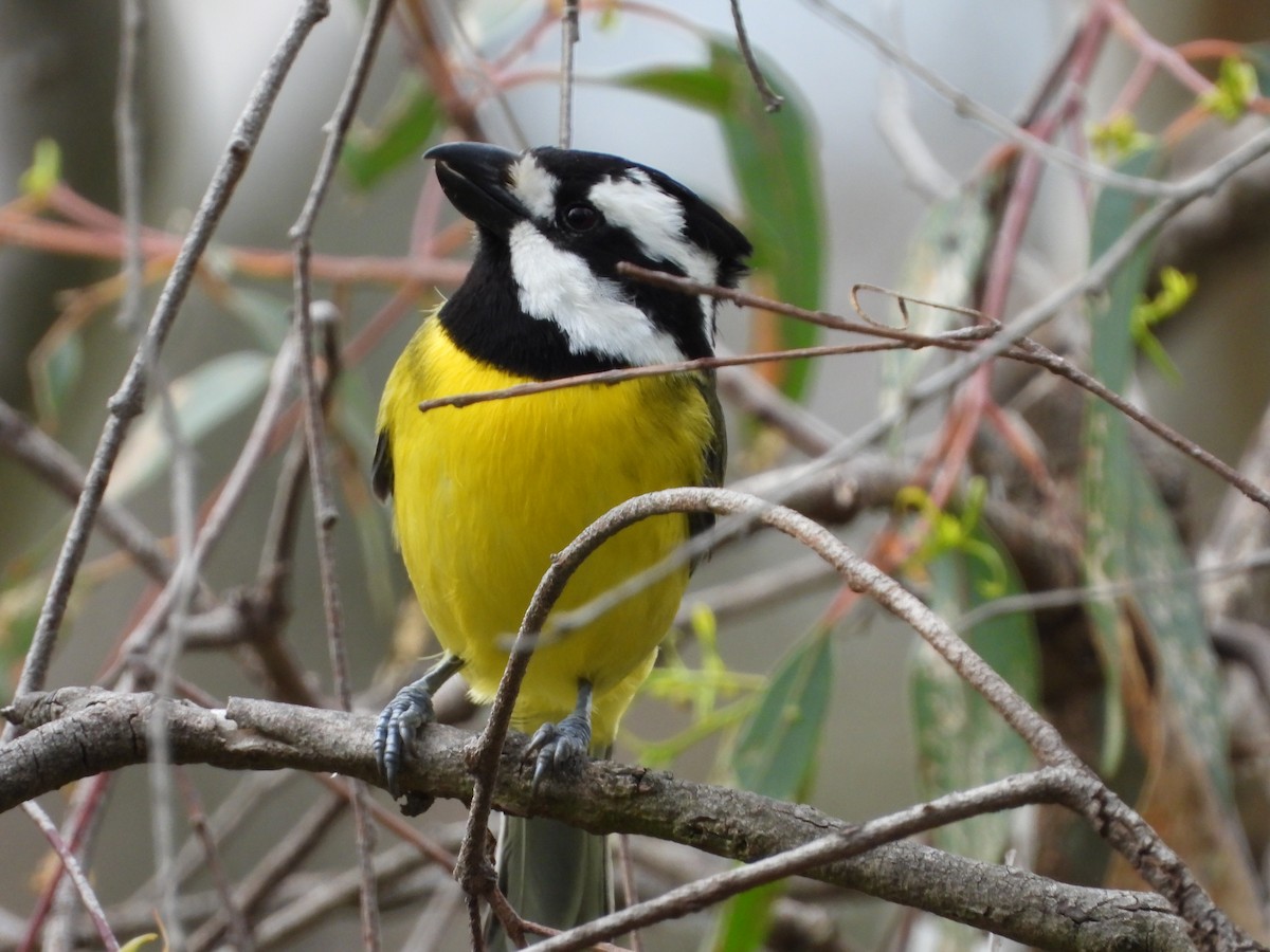 Eastern Shrike-tit - ML643403934