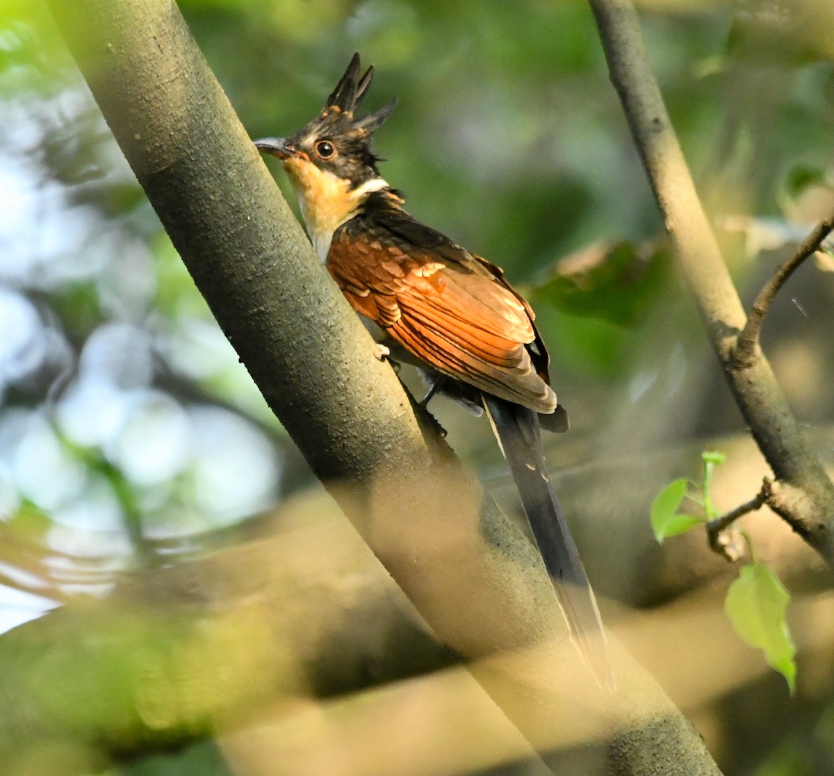 Chestnut-winged Cuckoo - ML643403936
