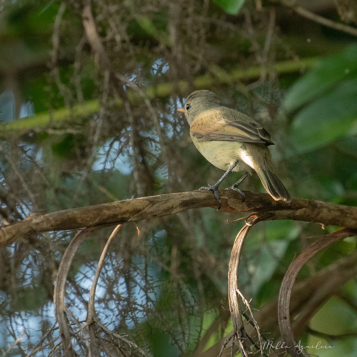Northern Beardless-Tyrannulet - ML643403940