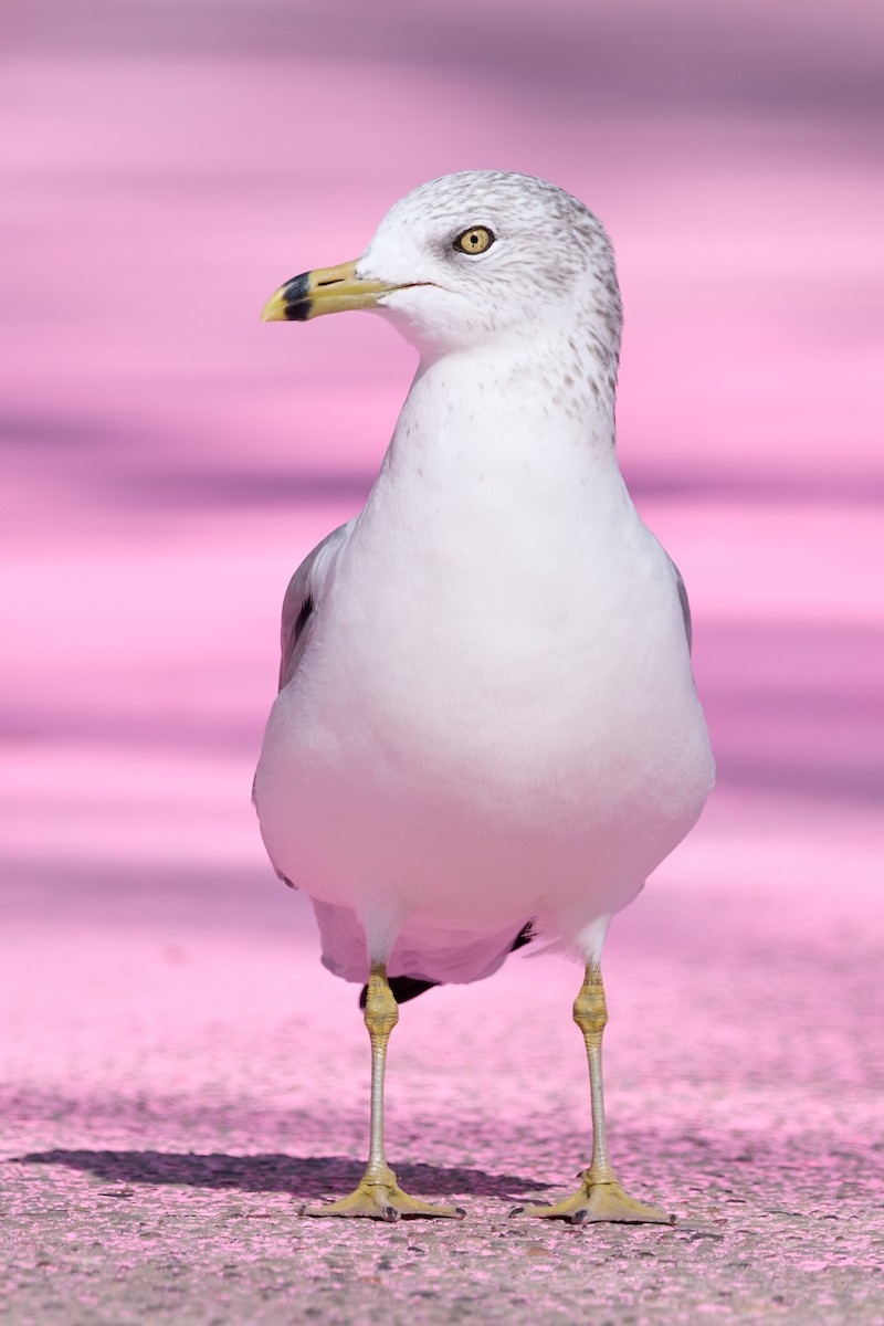 Ring-billed Gull - ML643403961