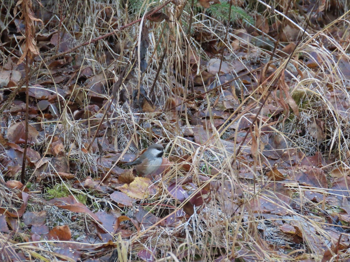 Boreal Chickadee - ML643403963