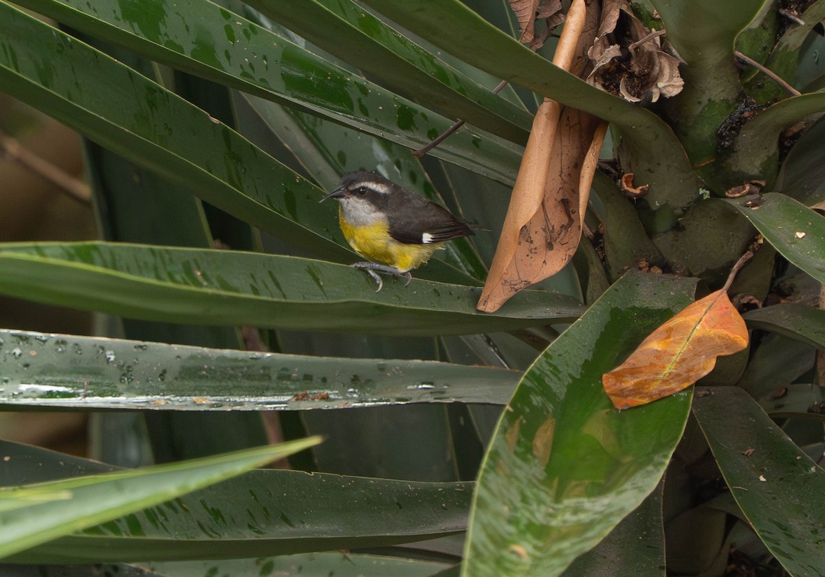 Bananaquit - ML643403976