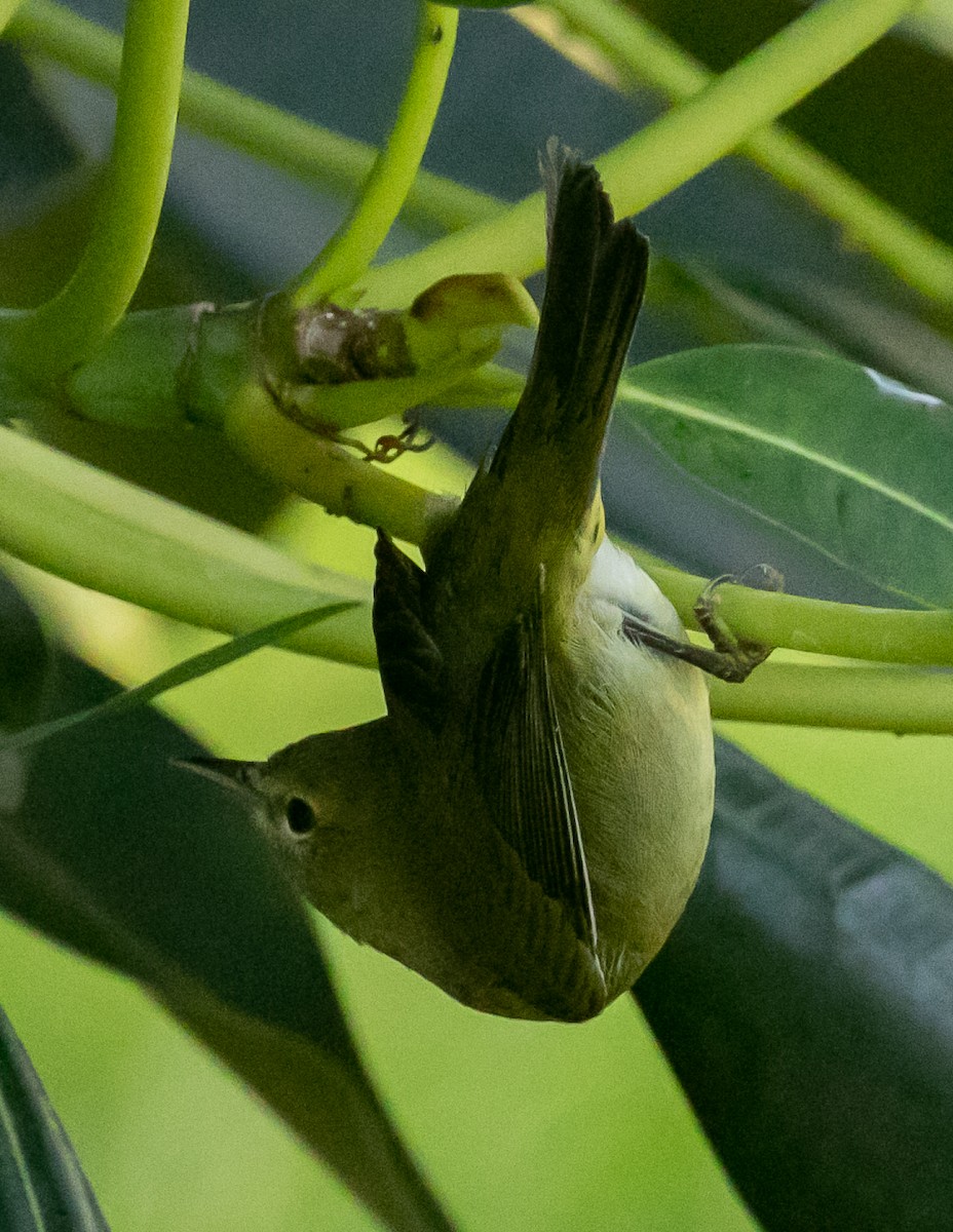 oransjekroneparula - ML643403985