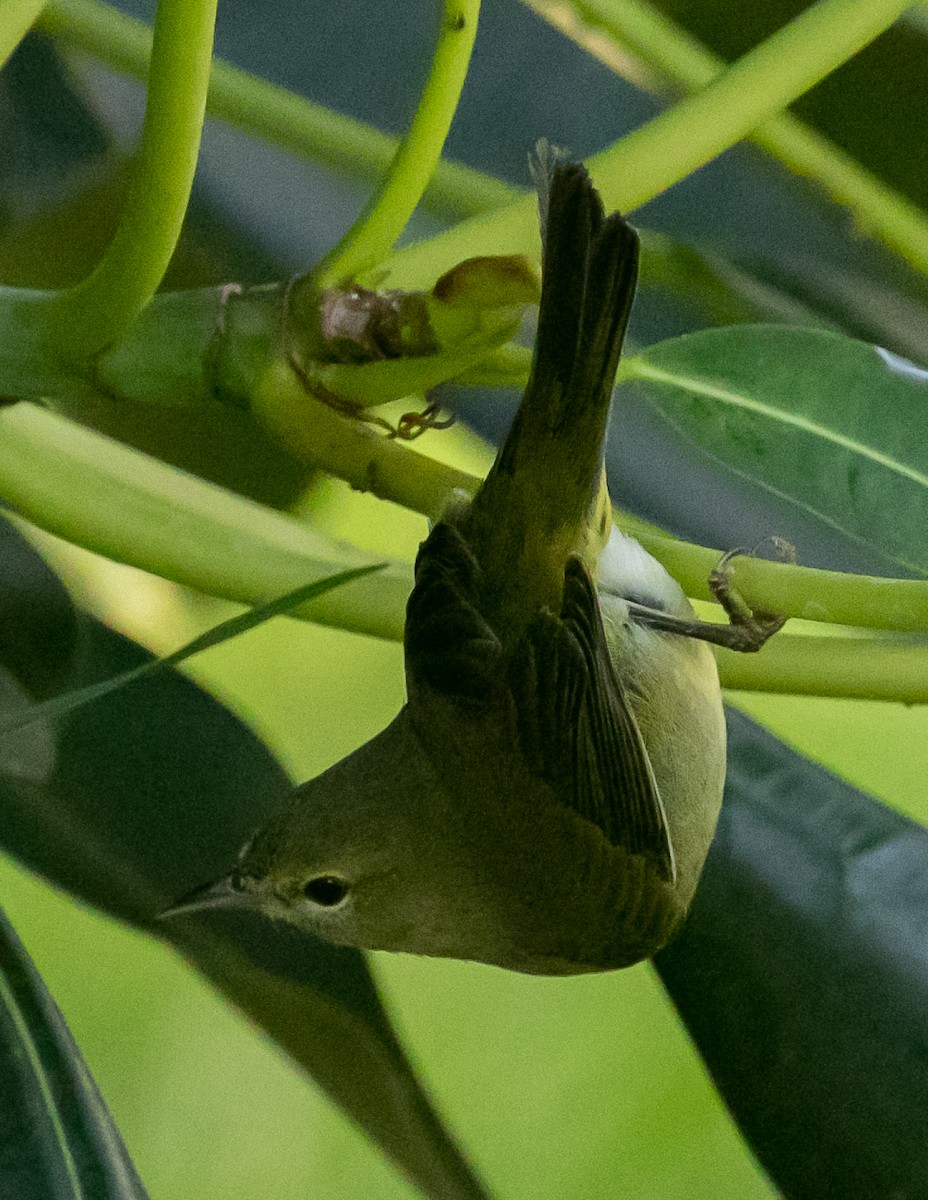 oransjekroneparula - ML643403986