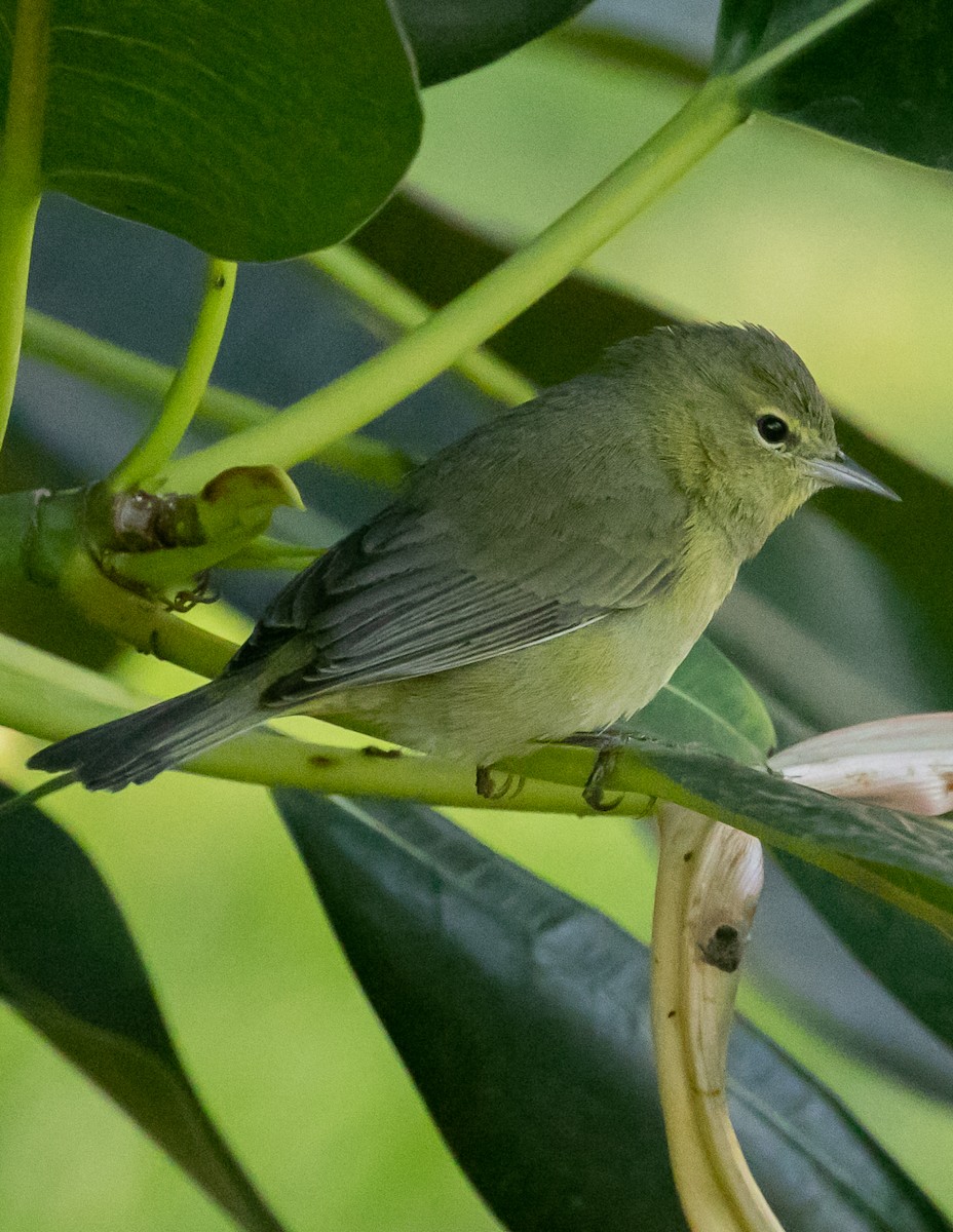 oransjekroneparula - ML643403987