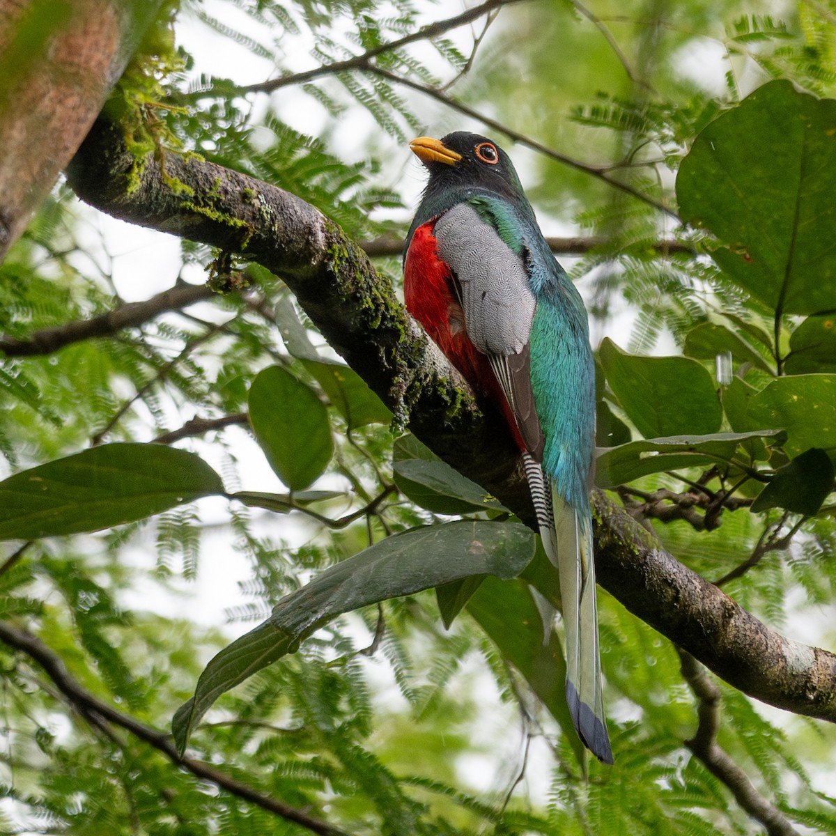 Zarif Trogon - ML643403992