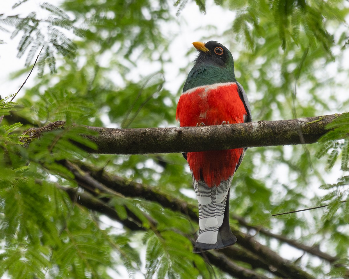 Zarif Trogon - ML643403993