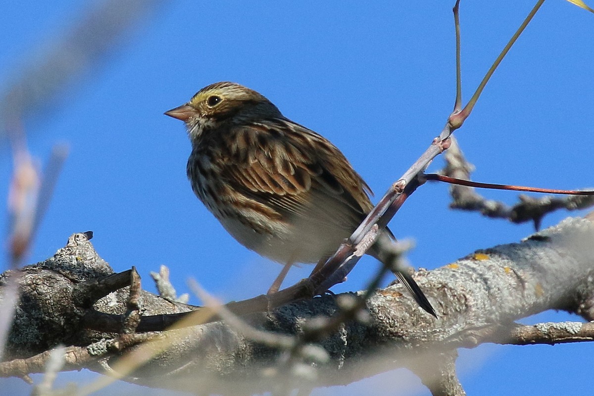 Savannah Sparrow - ML643403994
