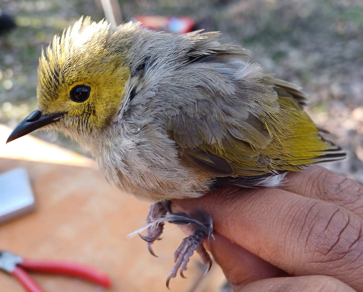 White-plumed Honeyeater - ML643404000
